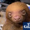 Florida prosecutors launch criminal investigation into deaths of 31 sloths