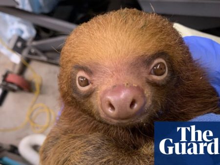 Florida prosecutors launch criminal investigation into deaths of 31 sloths