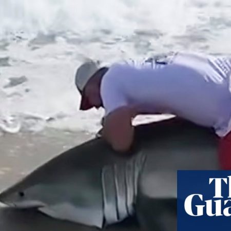 Rare great white shark briefly hooked off Nantucket beach in catch-and-release encounter