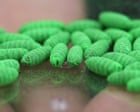 US screwworm cases rise as outbreak spreads beyond initial contamination zones