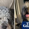 LAPD releases footage of moment officers shot and killed woman’s dog