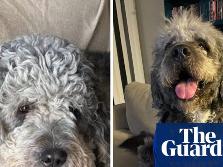 LAPD releases footage of moment officers shot and killed woman’s dog