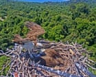 ‘Osprey cam’ streams life of nesting seabirds perched at tip of 55 metre-long Queensland rainforest canopy crane