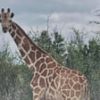 Gracie the giraffe who wandered off in Texas found safe – for real this time