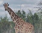 Gracie the giraffe who wandered off in Texas found safe – for real this time