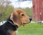 Hundreds of dogs to be sent to rescue as US beagle research facility shuts down