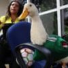 Duck off: World Cup hero Merlín barred from Mexico game due to Fifa’s animal ban