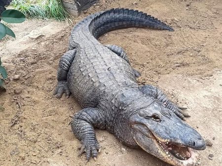 Man Forced Boy, 3, Into Crocodile Pen at English Zoo, Police Say