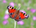 Britain’s favourite butterfly revealed – and it’s a familiar backyard beauty