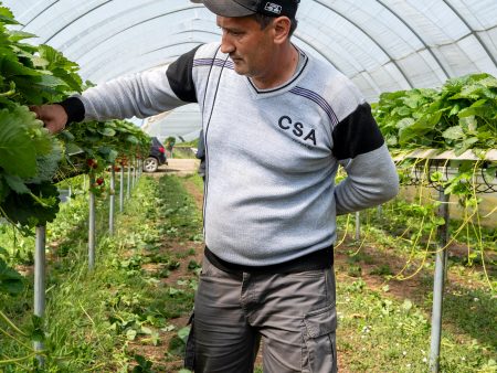 Those British Strawberries Are Being Picked by Central Asian Workers