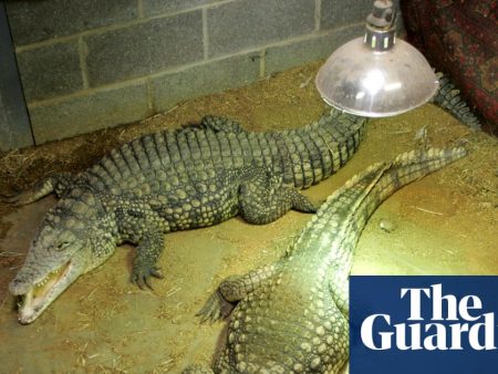 Man arrested after boy, 3, injured in Cambridgeshire zoo crocodile enclosure