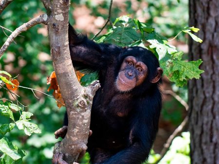Tickled Apes Reveal the Rhythmic Roots of Laughter