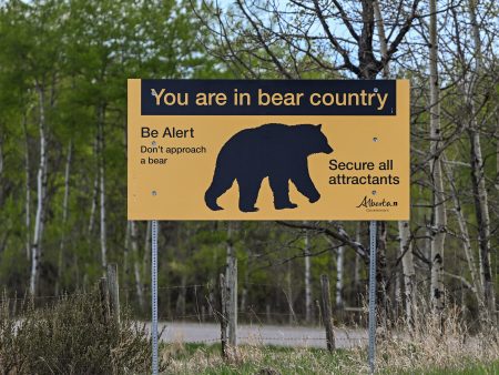 A Close Call With an Alberta Grizzly Bear, Recorded in Its Entirety