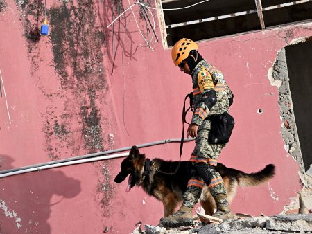 Dozens of Dogs Join Search for Venezuela Quake Survivors