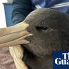 Western Australian poultry farms locked down after H5N1 bird flu discovered in wild birds