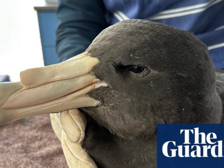 Western Australian poultry farms locked down after H5N1 bird flu discovered in wild birds