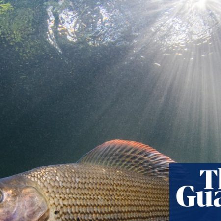 Fisher with a mission: first woman to chair Grayling Society wants to protect ‘lady of the stream’