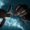 ‘Spy turtles’ and ‘spy fish’ being used to monitor Chinese waters, Beijing claims