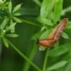 ‘Slug sleuth’ farmers in England help develop prediction tool to cut back on pesticide use