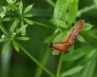 ‘Slug sleuth’ farmers in England help develop prediction tool to cut back on pesticide use