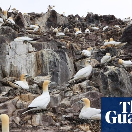 Call to phase out ‘inhumane’ guga hunt by working with Hebridean islanders