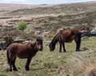 Dartmoor pony cull proposal prompts urgent call for livestock rule change