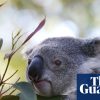 Park to protect 12,000 koalas to go ahead via contentious carbon credit deal by Albanese government