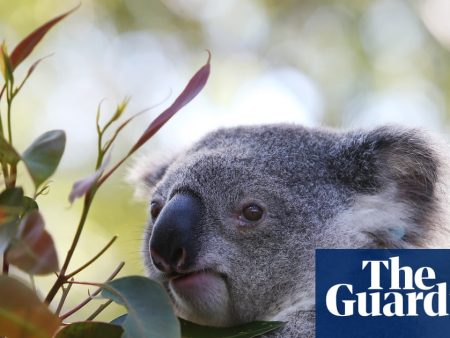 Park to protect 12,000 koalas to go ahead via contentious carbon credit deal by Albanese government
