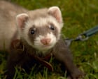Concerns over therapy ferrets used to kill rats at UK’s largest children’s prison