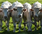 Cattle in England to get tuberculosis vaccine from 2030 as badger cull to end