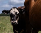US confirms three new cases of flesh-eating screwworm in livestock