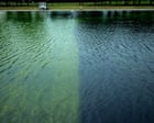 Trump administration compares reflecting pool algae battle to Iran war