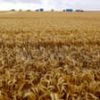 Paraquat will continue to be used in Australia despite 70 countries banning weedkiller over Parkinson’s disease fears