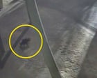 Tasmanian devil Mary found 2km from her Gold Coast theme park home after two weeks on the run