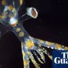 ‘Chock full of incredible animals’: marine expedition uncovers 31 new species in two weeks