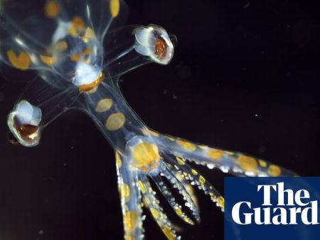 ‘Chock full of incredible animals’: marine expedition uncovers 31 new species in two weeks