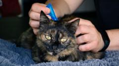 Vets advise ban on over the counter flea treatment for pets