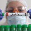 First case of H5 bird flu confirmed in Australia