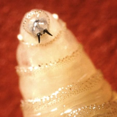 USDA confirms 2 new screwworm cases in Texas