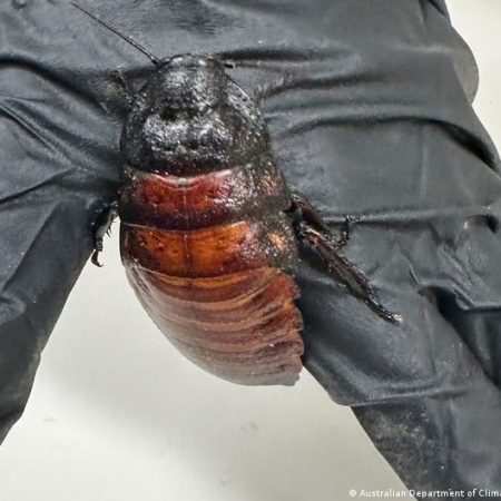 Australia seizes 100,000 illegal cockroaches in record bug bust