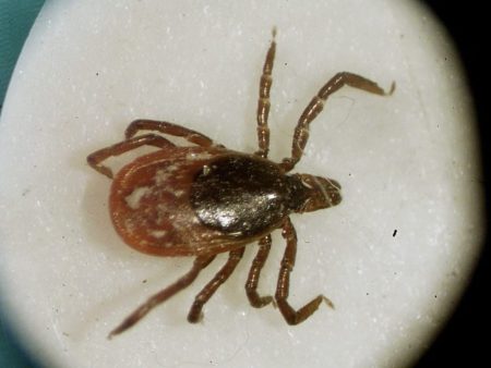 Rare Lyme disease-causing strain spreads to new state: What to know