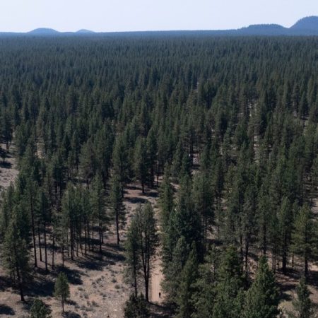 The US government is pillaging our national forests from within 