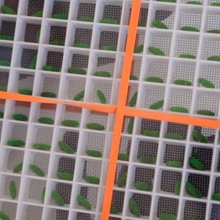 US scales up screwworm response 