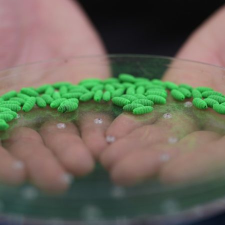 Screwworm meds for dogs, cats get emergency authorization. Should you get them for your pet?