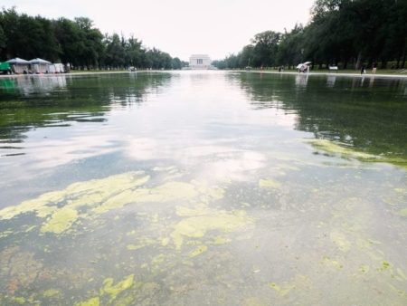 Green algae return to reflecting pool days into Trump’s renovation