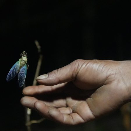 The World Cup cicada: India’s rare insect on a four-year clock
