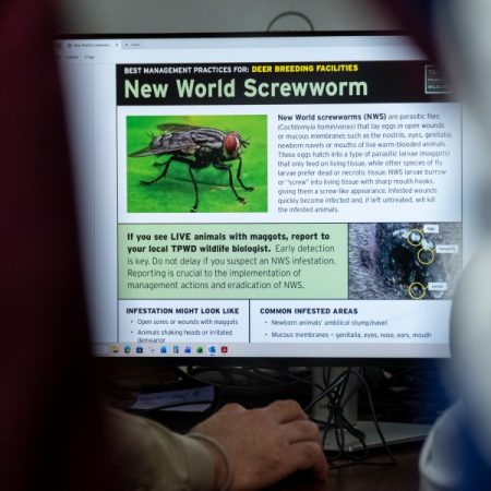 MAP: Where have New World screwworm cases been reported in Texas?