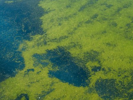 Did the Reflecting Pool remodel cause the bright green algae bloom?