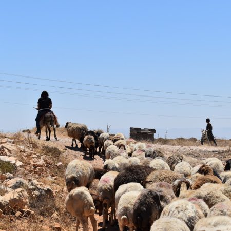 Property deeds no protection for Palestinians as settler violence spreads