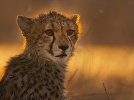France TV Boards BBC & PBS Nature Doc ‘An Hour On Earth’